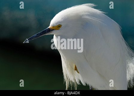 Aigrette à Bolivar peninsula Banque D'Images