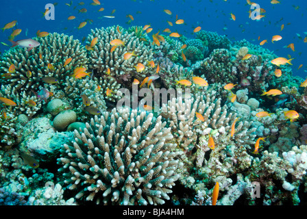 L'École d'scalefin anthias au-dessus d'une barrière de corail en mer Rouge. Banque D'Images