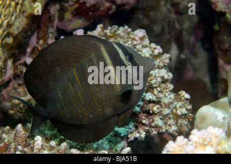 Sailfin tang dans la mer Rouge. Banque D'Images