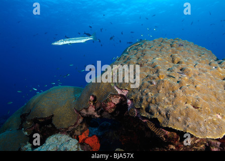 Récif de corail dur dans le golfe du Mexique. Banque D'Images