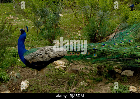 Gros plan, profil, oiseau paon, à l'extérieur dans le parc, montrer des plumes, jardin de Bagatelle, Paris, France Banque D'Images