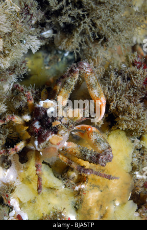 Varech du crabe dans sud de l'île de Vancouver, l'Océan Pacifique Banque D'Images