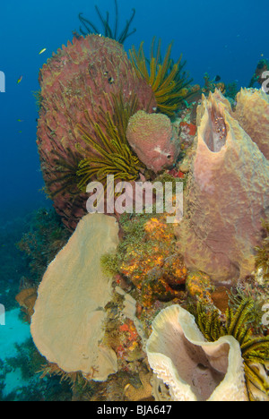 Feather stars et les éponges au large de la Martinique. Banque D'Images