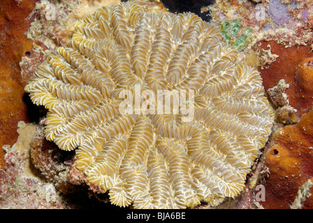 Coral labyrinthe sur un récif au large de la Martinique. Banque D'Images