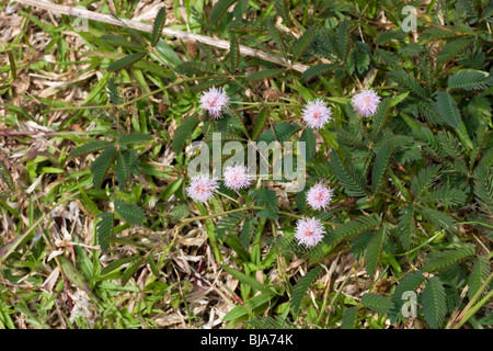 Plante Sensitive (Mimosa pudica) plante et fleurs, annuelle ou pérenne Banque D'Images