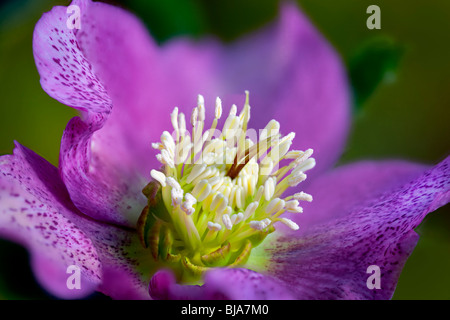 Close up of Lady Hellebore, Pink Lady. Banque D'Images