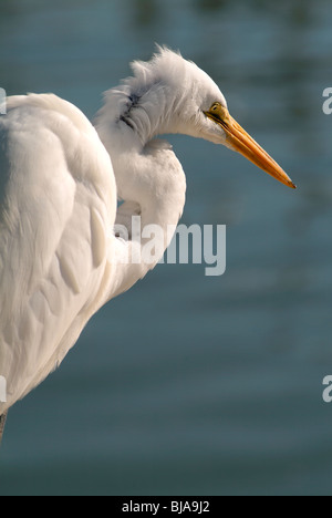 Aigrette à Bolivar peninsula Banque D'Images