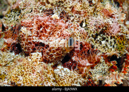 Devil scorpionfish sur un fond sablonneux de la Mer Rouge. Banque D'Images