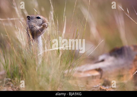 Image d'une marmotte Sierra du Sud pris près de Yosemite en Californie Banque D'Images