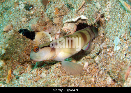 Dans shrimpgoby 5-bar Raja Ampat, l'océan Pacifique. Banque D'Images