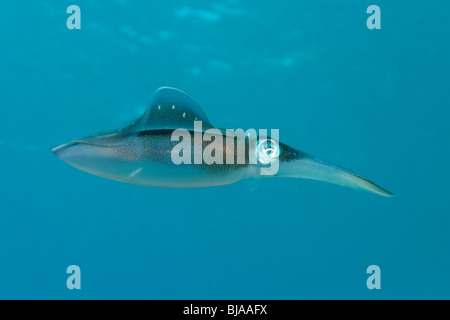 Reef Squid planant au large de la Martinique Banque D'Images