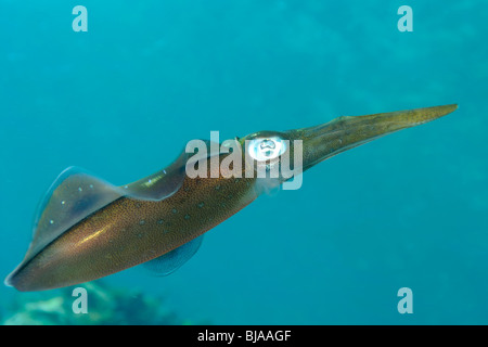 Reef Squid planant au large de la Martinique Banque D'Images