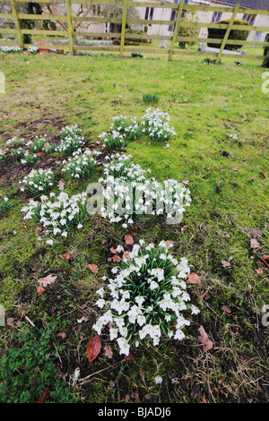 St Leonards church beoley perce-neige en hiver avec worcestershire fleur. Banque D'Images