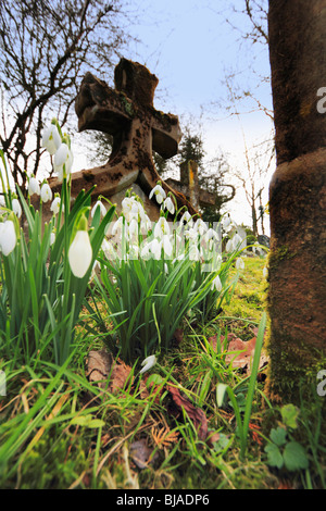 St Leonards church beoley perce-neige en hiver avec worcestershire fleur. Banque D'Images