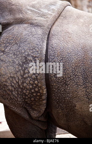 Rhinocéros blanc du sud montrant l'épaule en arrière et la peau du cou épais formant armor Banque D'Images