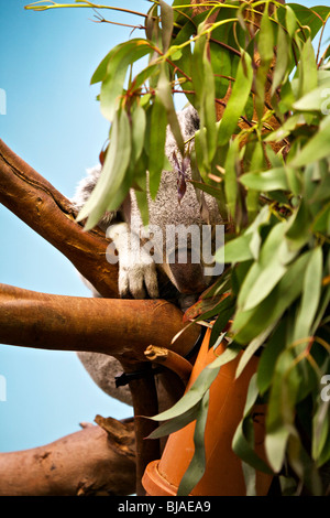 Le Koala endormi dans un Eucalyptus au Zoo d'Édimbourg, Écosse, Royaume-Uni Banque D'Images