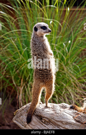 Un Meerkat assis sur ses pattes alors qu'il fait le guet pour le danger Banque D'Images