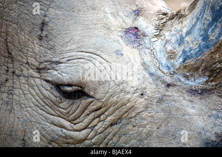 Rhinocéros blanc du sud et de la corne de l'œil de la tête montrant Banque D'Images