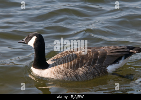 Canada Goose natation sur le lac Cosmeston Penarth Galles du Sud Banque D'Images