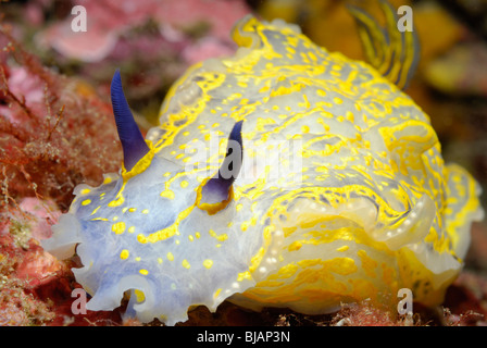 Hypselodoris valenciennes dans la mer Méditerranée Banque D'Images