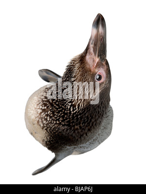 Portrait de jeune manchot de Humboldt, Spheniscus humboldti, in front of white background Banque D'Images