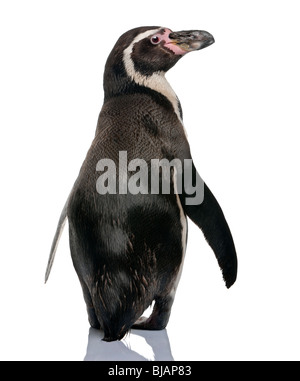 Manchot de Humboldt, Spheniscus humboldti, in front of white background Banque D'Images