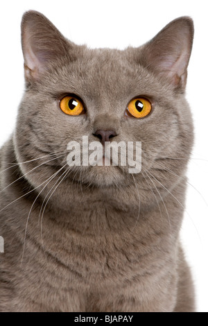 Close-up of a British shorthair cat, à l'âge de 10 mois, devant un fond blanc Banque D'Images