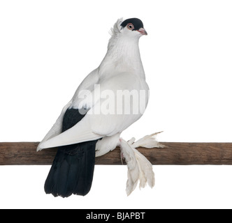 Casque polonais ou Kryska Polska, une race de fantaisie, pigeon perché sur stick in front of white background Banque D'Images