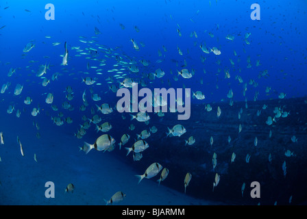 L'épave du sous-marin Rubis dans la mer Méditerranée Banque D'Images