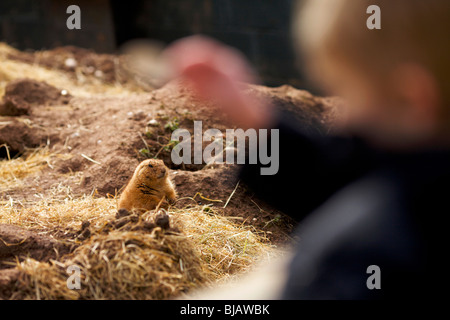 Le zoo de Twycross au chien de prairie dans le Leicestershire UK Banque D'Images