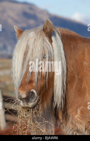 Rhum Highland Pony, châtaigne, manger Banque D'Images