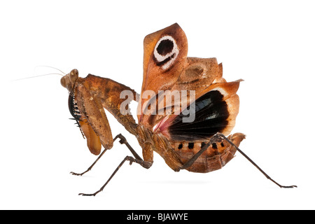 Feuille morte géant Deroplatys desiccata, Mantis, 7 mois, contre fond blanc Banque D'Images