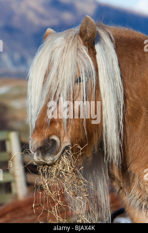 Rhum Highland Pony, châtaigne, manger Banque D'Images