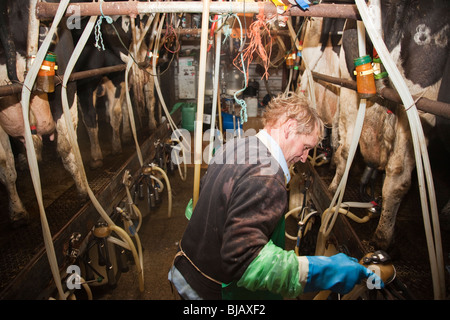 Fermier qui trait les vaches sur une ferme laitière traditionnelle WIltshire Banque D'Images