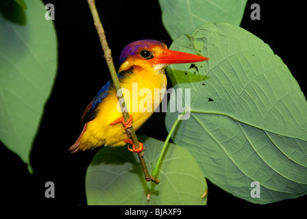 Le Martin-pêcheur à dos noir aussi connu comme l'Oriental-nain (Ceyx erithaca kingfisher). À Bornéo, en Malaisie. Banque D'Images