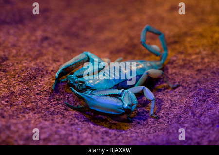 Rocher plat Scorpion (Hadogenes troglodytes) vue sous la lumière ultraviolette Banque D'Images