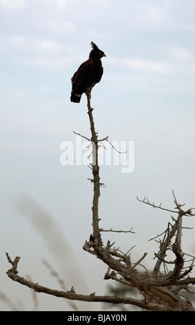 Long-Crested Eagle au repos sur un bon point de vue sur le bord de la gorge de Kyambura, en Ouganda. Banque D'Images