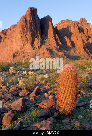 L'un des pics de montagne dans la Kofa National Wildlife Refuge de montagne au coucher du soleil. Dans l'avant-plan est un feu cactus baril Banque D'Images