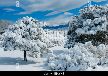 Groupe d'arbres couverts de givre sur la colline de Santa Fe New Mexico Banque D'Images