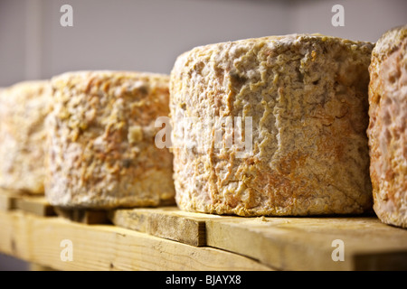 Fromages à maturité en entier le prix du fromage de la laiterie Banque D'Images