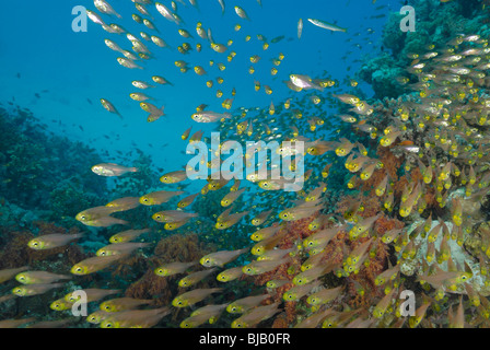 De l'école golden sweeper au large de Safaga, Egypte, Mer Rouge. Banque D'Images