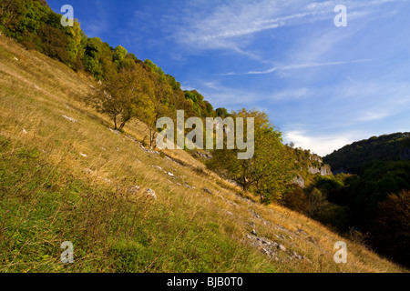 Chee Dale près de Bakewell dans le parc national de Peak District Derbyshire, Angleterre, Royaume-Uni Banque D'Images