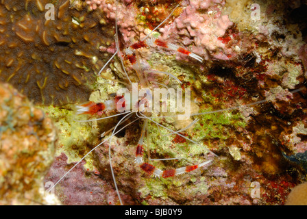 Des crevettes dans la mer Rouge, au large de Safaga, Egypte Banque D'Images