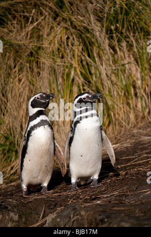 Magellanic Penguin Spheniscus magellanicus Magellanpinguin Jackass Sea Lion Island Iles Falkland Banque D'Images