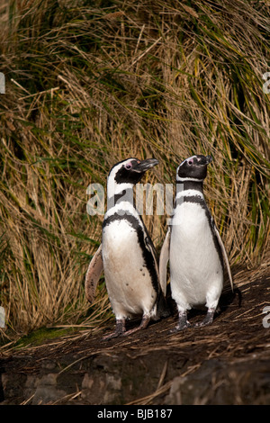 Magellanic Penguin Spheniscus magellanicus Magellanpinguin Jackass Sea Lion Island Iles Falkland Banque D'Images