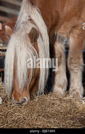 Rhum Highland Pony, châtaigne, manger Banque D'Images