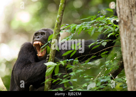 Bêta-adultes sauvages mâle chimpanzé, 'Hatari', assis sur des vignes et de bâiller. Primat, pan troglodytes, Kyambura Gorge, Ouganda Banque D'Images