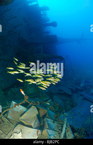 L'École de l'albacore goatfishes autour du Salem Express wreck Banque D'Images