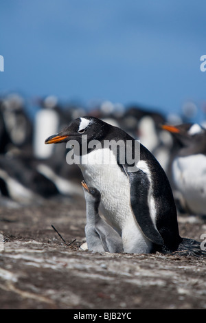 Gentoo pingouin Pygoscelis papua Eselpinguin Sea Lion Island Îles Malouines colonie avec des profils et des poussins et des oeufs Banque D'Images