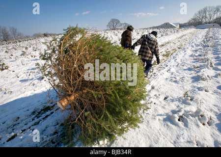 Deux adolescents faites glisser un arbre de Noël qu'ils ont coupés. Banque D'Images